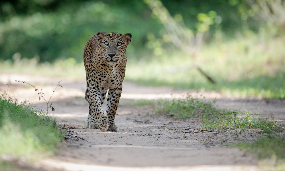 Photo Gallery - Leopard walking on natural path