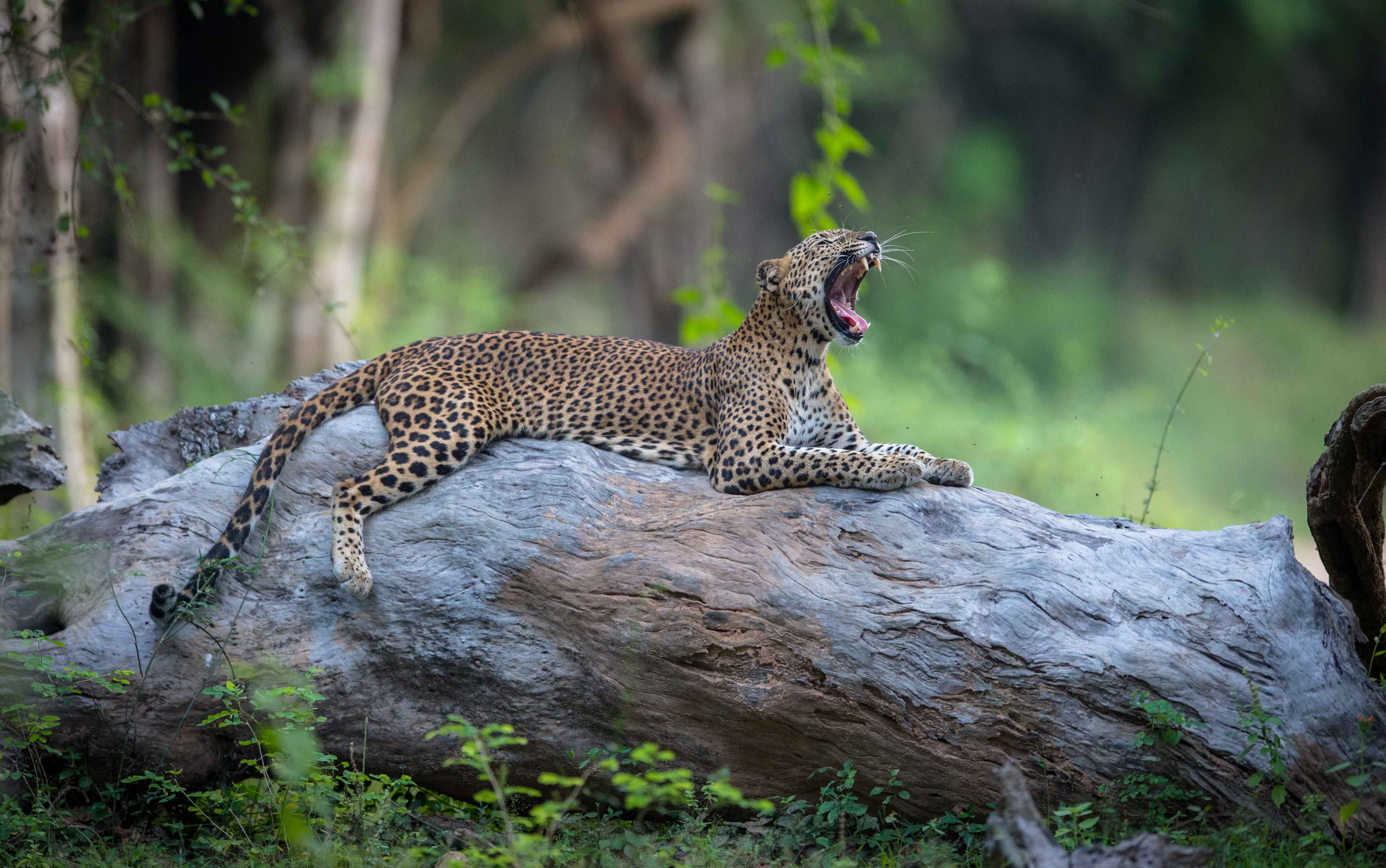 Majestic leopard in Kumana National Park