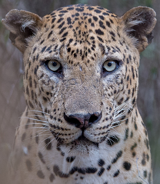 Close-up portrait of a leopard showing detailed spotted coat pattern and piercing eyes